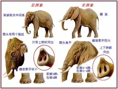 6米,成年体重达3～5吨. 非洲象体长6-7.5米,肩高2.