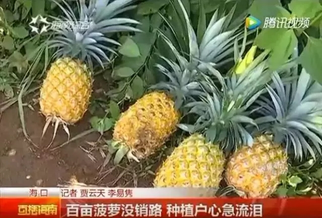 我房网爱心基金会携手海南省农业电商协会 爱心帮扶"菠萝"滞销农户